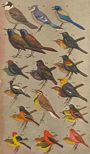 A Field Guide to the Birds: Giving Field Marks of All Species Found in Eastern North America