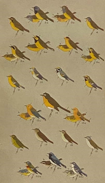 A Field Guide to the Birds: Giving Field Marks of All Species Found in Eastern North America