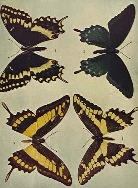 The Butterfly Book: A Popular and Scientific Manual, Describing and Depicting All the Butterflies of the United States and Canada