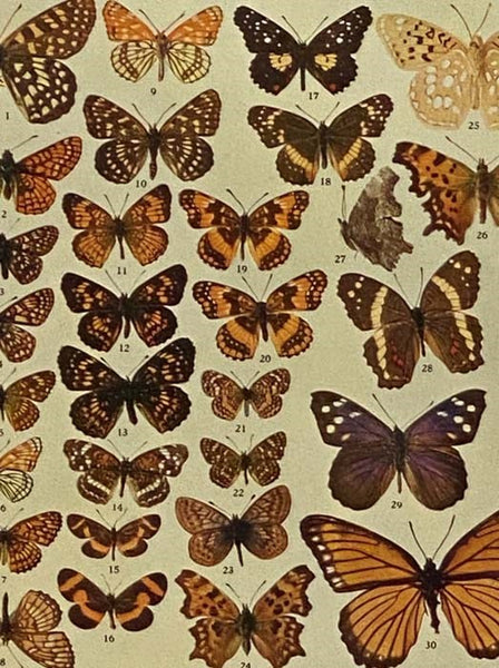 The Butterfly Book: A Popular and Scientific Manual, Describing and Depicting All the Butterflies of the United States and Canada
