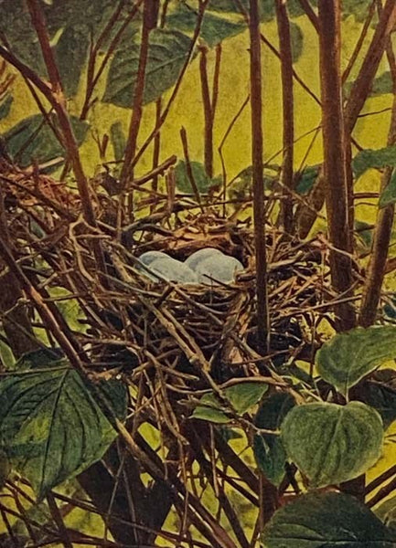 Bird Homes: The Nests Eggs and Breeding Habits of the Land Birds Breeding in the Eastern United States; with Hints on the Rearing and Photographing of Young Birds