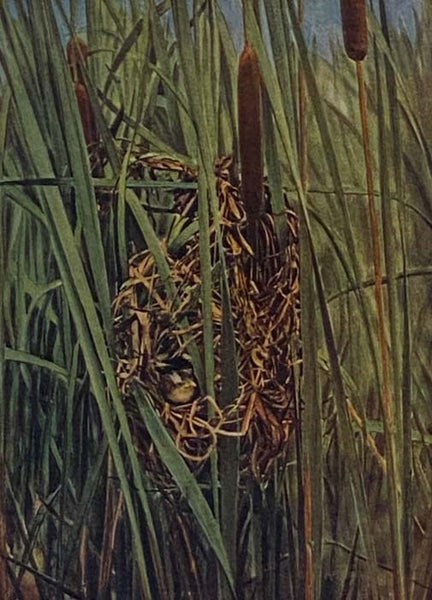 Bird Homes: The Nests Eggs and Breeding Habits of the Land Birds Breeding in the Eastern United States; with Hints on the Rearing and Photographing of Young Birds