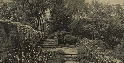 Adventures in a Suburban Garden