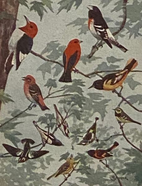 Land Birds of Northern New York: A Pocket Guide to Common Land Birds of the St. Lawrence Valley and the Lowlands in General and Northern New York