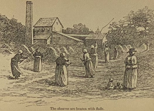 A Woman Rice Planter