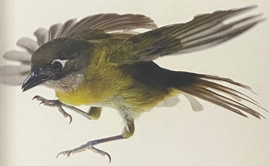 A World in One Cubic Foot: Portraits of Biodiversity