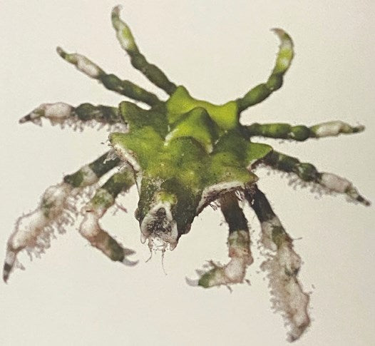 A World in One Cubic Foot: Portraits of Biodiversity