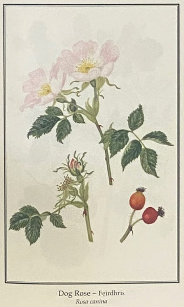 Irish Wild Plants: Myths, Legends and Folklore