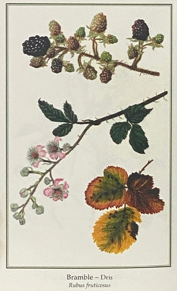 Irish Wild Plants: Myths, Legends and Folklore