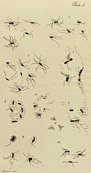 Public Health Papers and Reports Volume XX [20], Presented at the Twenty-Second Annual Meeting of the American Public Health Association, Montreal, Canada, September 25-28, 1894, together with Other Papers and an Abstract of the Records and Proceedings -…