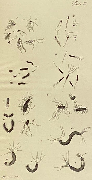Public Health Papers and Reports Volume XX [20], Presented at the Twenty-Second Annual Meeting of the American Public Health Association, Montreal, Canada, September 25-28, 1894, together with Other Papers and an Abstract of the Records and Proceedings -…