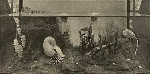 New York State Museum Bulletin Nos. 207, 208, March-April 1918: Fourteenth Report of the Director of the State Museum and Science Department, Including the Seventy-First Report of the State Museum, the Thirty-Seventh Report of the State Geologist and the…