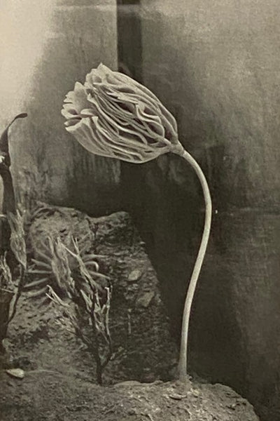 New York State Museum Bulletin Nos. 207, 208, March-April 1918: Fourteenth Report of the Director of the State Museum and Science Department, Including the Seventy-First Report of the State Museum, the Thirty-Seventh Report of the State Geologist and the…