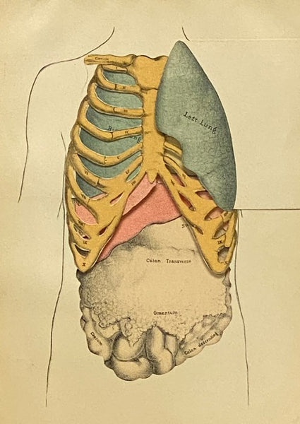 A Manual of Physical Diagnosis