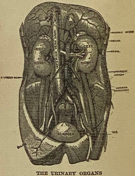 Man's Mission on Earth: A Short Treatise on Diseases of the Genito-Urinary Organs and Accompanying Nervous Diseases, with a Chapter on Syphilis