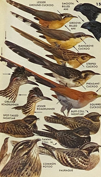 A Field Guide to Mexican Birds and Adjacent Central America (The Peterson Field Guide Series)