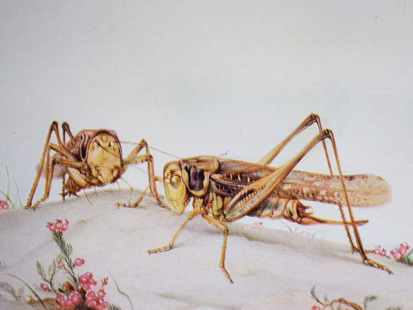 Fabre's Book of Insects: Retold from Alexander Teixeira de Mattos' Translation of Fabre's 'Souvenirs Entomologiques'