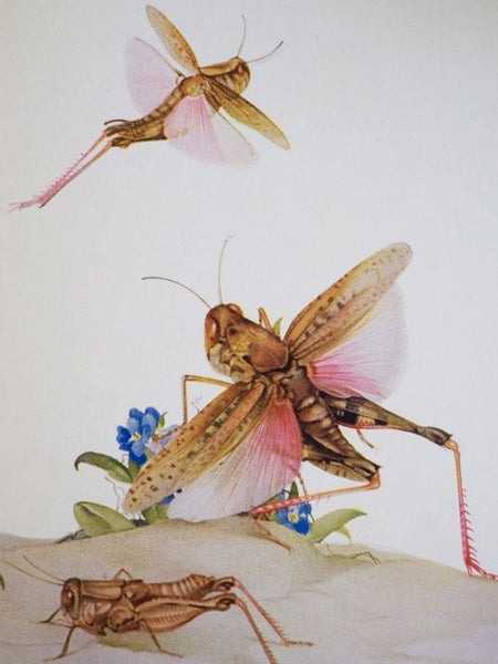Fabre's Book of Insects: Retold from Alexander Teixeira de Mattos' Translation of Fabre's 'Souvenirs Entomologiques'