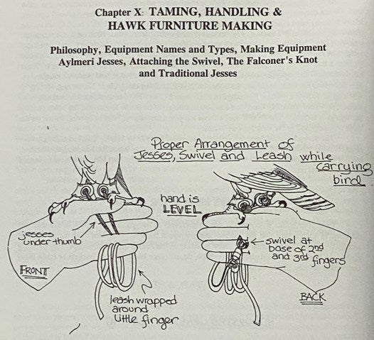 Captive Raptor Management: Common Raptors of the United States